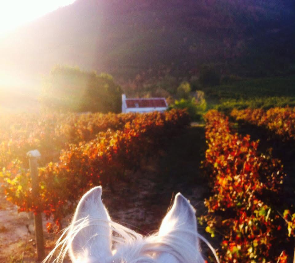 Short Wine Tasting
