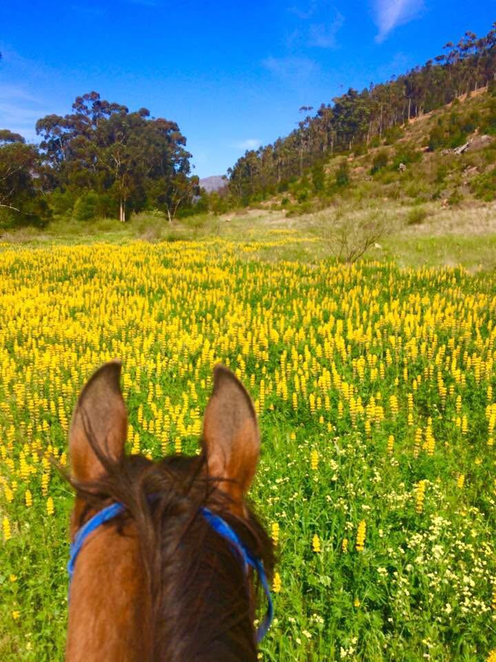 Hour Rides