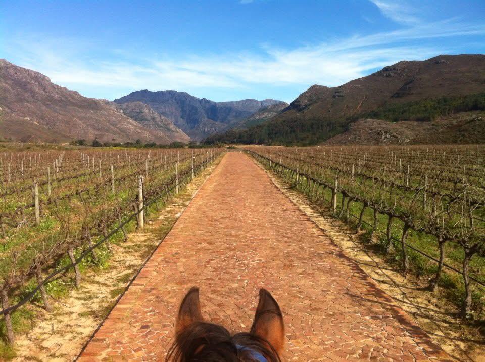 Long Wine Tasting Ride, Franschhoek Horse Riding