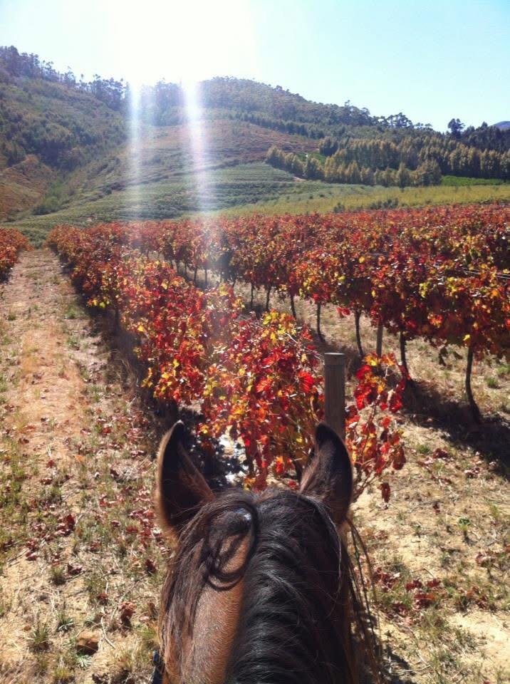 Short Wine Tasting